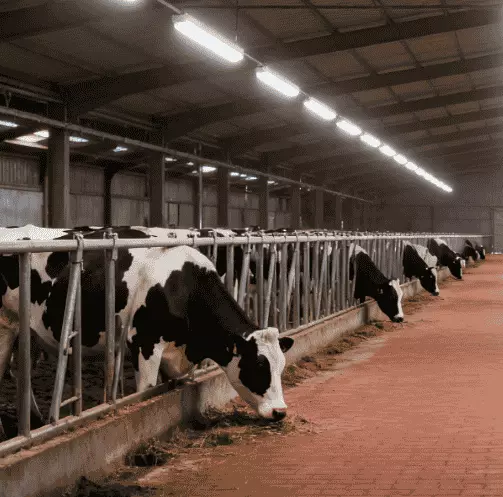 LED-Beleuchtung für Viehstall (1)